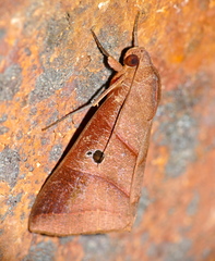Thyas rubricata