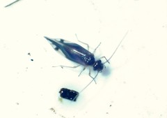 Caecilius fuscopterus