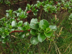 Escallonia myrtilloides
