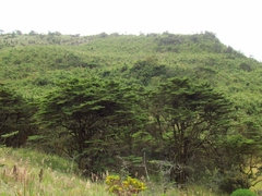 Escallonia myrtilloides