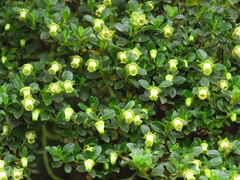 Escallonia myrtilloides