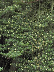 Escallonia myrtilloides