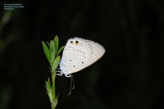Euchrysops cnejus cnejus