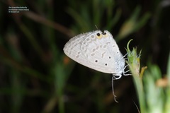 Euchrysops cnejus cnejus