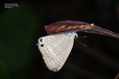 Euchrysops cnejus cnejus
