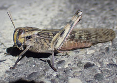 Locusta migratoria