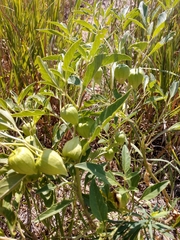 Physalis virginiana