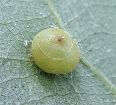 Caryomyia caryae