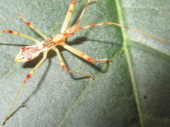 Epidaus tuberosus