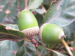 Quercus serrata