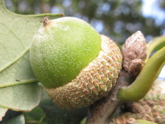 Quercus aliena