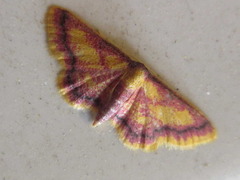 Idaea muricata