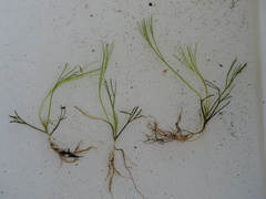 Ranunculus trichophyllus trichophyllus