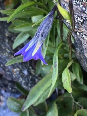 Campanula uniflora