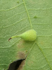 Caryomyia inclinata