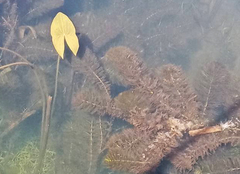 Sagittaria sagittifolia