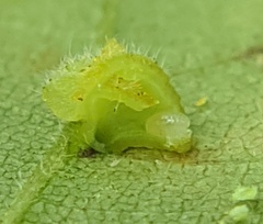 Caryomyia inclinata