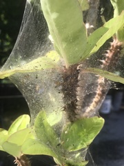 Tetranychus lintearius