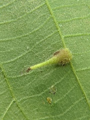 Caryomyia inclinata