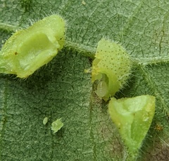 Caryomyia inclinata