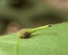 Caryomyia inclinata