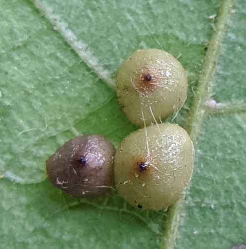 Caryomyia caryae (Osten Sacken, 1862)