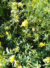 Medicago falcata
