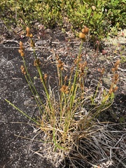 Carex cumulata