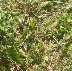 Taraxacum officinale