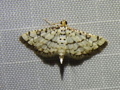 Hileithia rehamalis