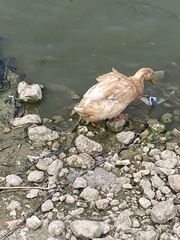 Anas platyrhynchos domesticus