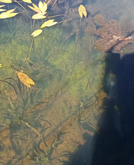 Sagittaria sagittifolia