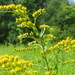 Canada Goldenrod - Photo (c) Andreas Rockstein, some rights reserved (CC BY-SA)