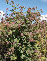 Arctium tomentosum