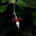 Ribes menziesii - Photo (c) Jerry Kirkhart, alguns direitos reservados (CC BY)