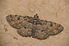 Orbamia octomaculata