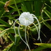 Hymenocallis littoralis - Photo (c) jorgeeduardobernalquintero, μερικά δικαιώματα διατηρούνται (CC BY-NC), uploaded by jorgeeduardobernalquintero