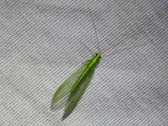 Chrysoperla pudica-group