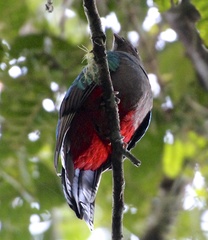 Pharomachrus fulgidus