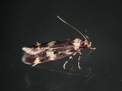 Oegoconia deauratella