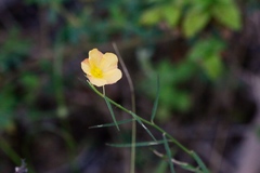 Sida angustissima