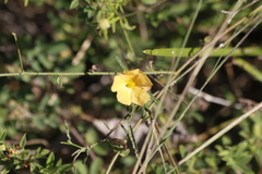 Sida angustissima
