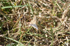 Isturgia arenacearia