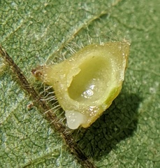 Caryomyia marginata