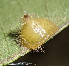 Caryomyia marginata