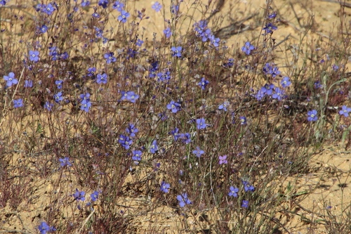 Image of Heliophila arenaria by (c) Tony Rebelo, some rights reserved (CC BY-SA)