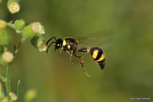 Eumenes coronatus nuotrauka