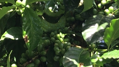 Bothriechis thalassinus