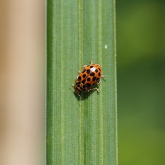 Anisosticta novemdecimpunctata