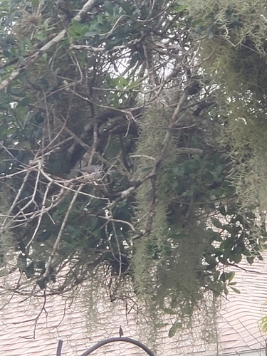 Paridae image